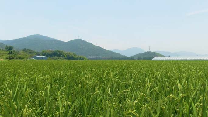田园水稻