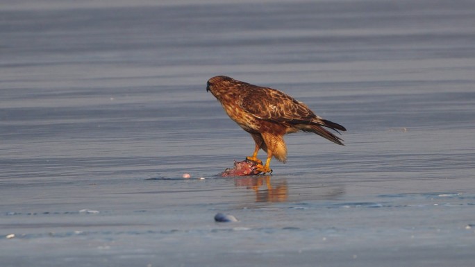 冰上吃鱼的老鹰素材