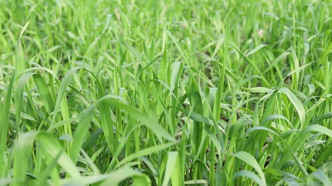 绿色的小麦
