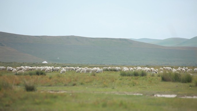 吃草的羊群 内蒙古大草原 羊群 羊 草原