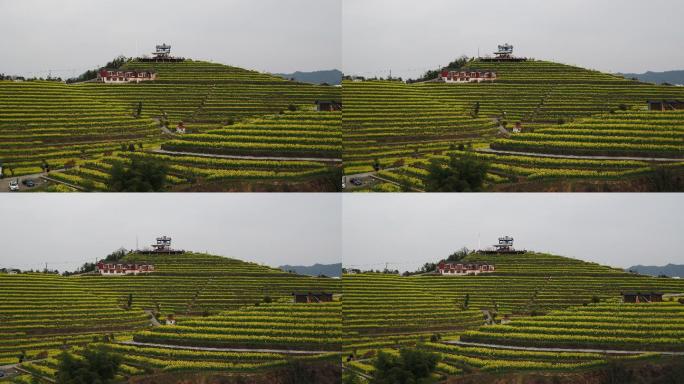 航拍杭州富阳黑山顶梯田油菜花海