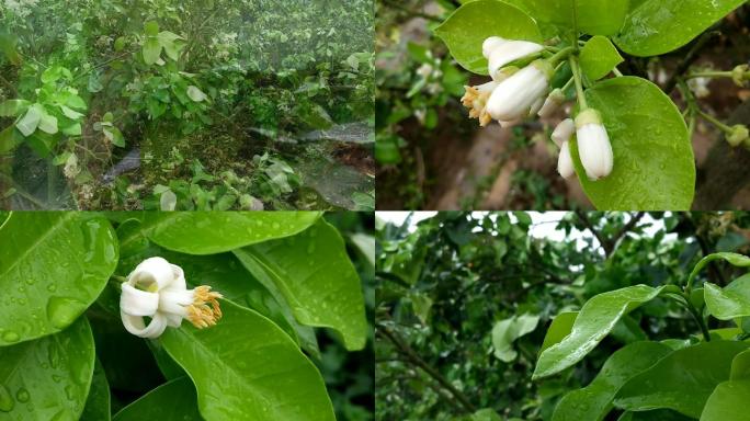 柚子花柚花盛开清明时节果园果树