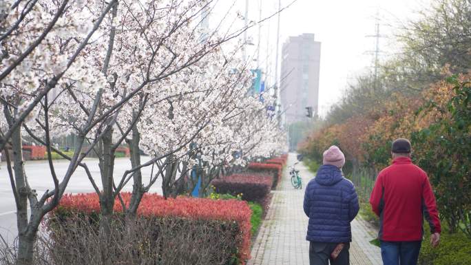 春暖花开樱花大道2