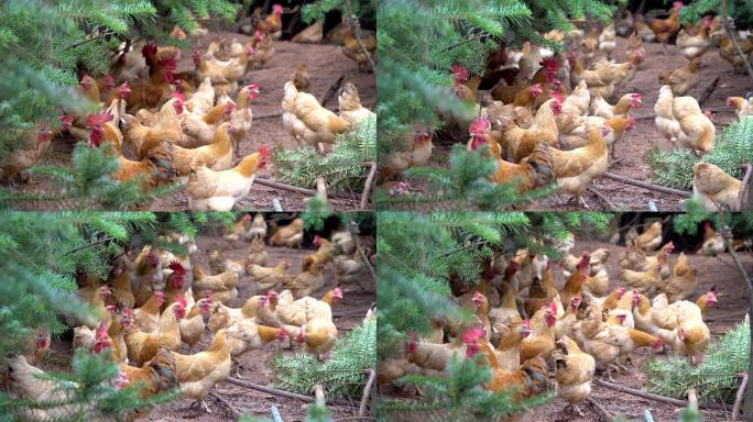 乡村散养鸡，山林放养鸡4k视频