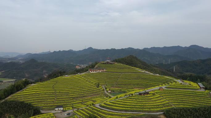 航拍杭州富阳黑山顶梯田油菜花海