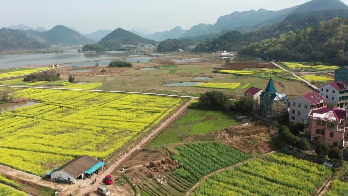 浦江县乡村油菜花海风光4K航拍