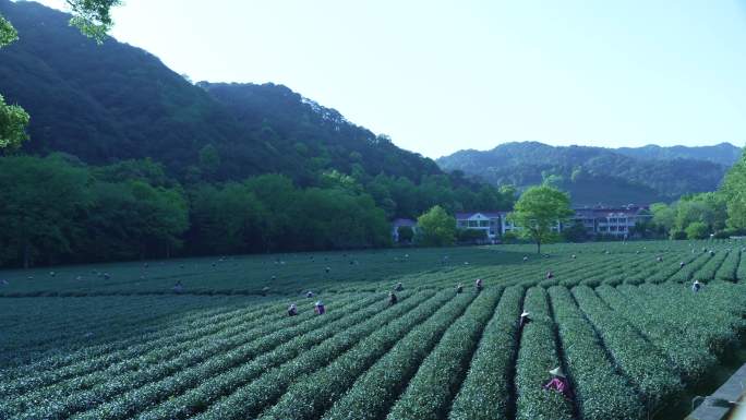 杭州梅家坞采茶