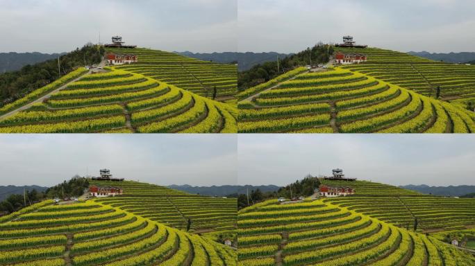 航拍杭州富阳黑山顶梯田油菜花海