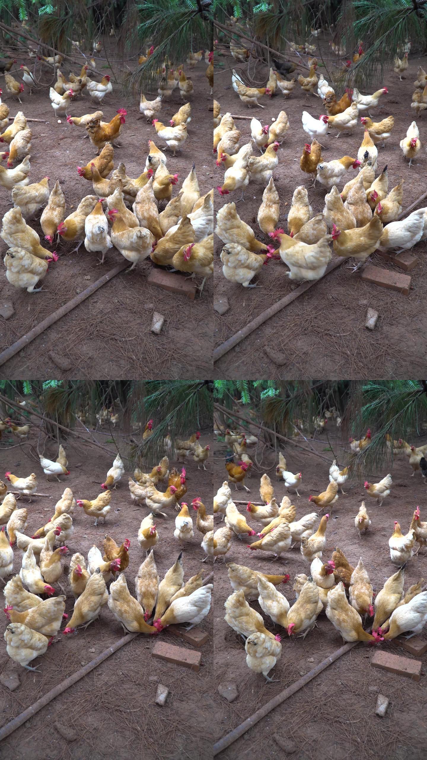 乡村生态养鸡场，鸡群正在吃食竖版4k视频