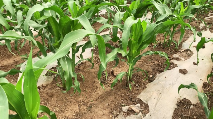 玉米苗 玉米杆 玉米种植