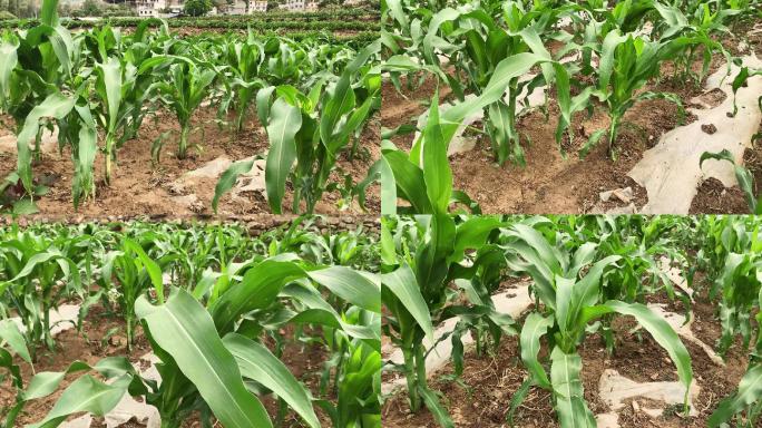 玉米苗 玉米杆 玉米种植