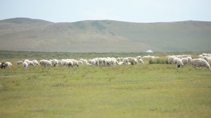 吃草的羊群 内蒙古大草原 羊群 羊 草原