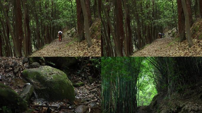 自主拍摄4K森林树林空镜