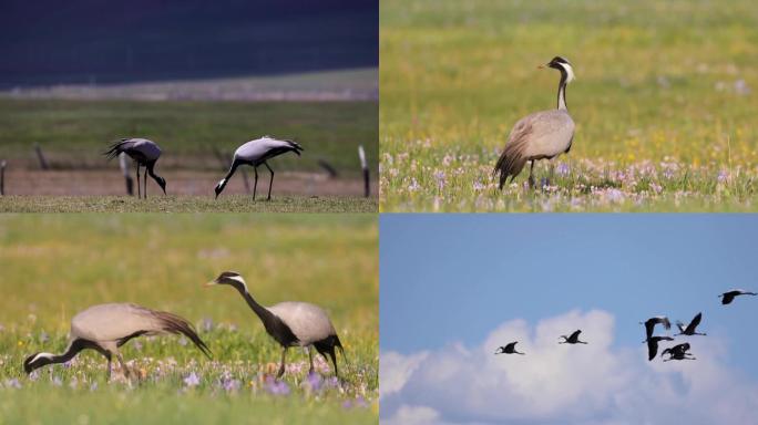 蓑羽鹤在草原上觅食国家保护鸟类生态发展