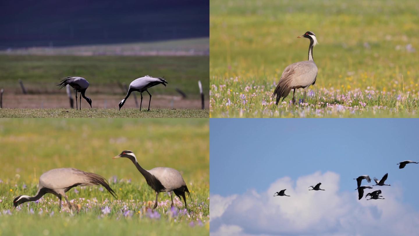蓑羽鹤在草原上觅食国家保护鸟类生态发展
