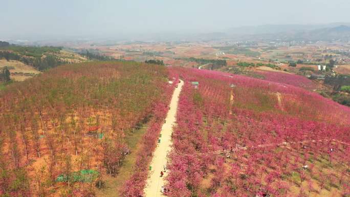 宜良樱花 昆明樱花 樱花