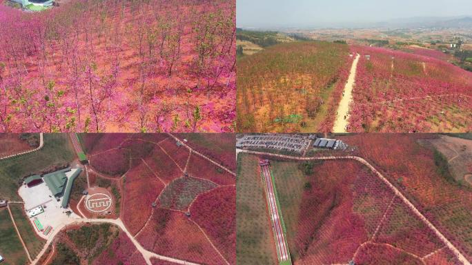 宜良樱花 昆明樱花 樱花