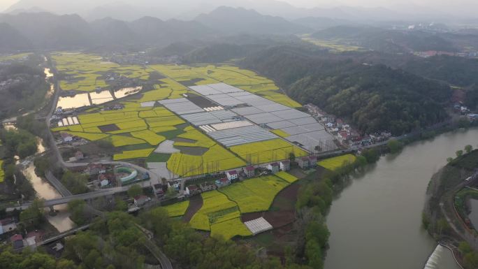 湖北宜昌远安旧县镇油菜花开