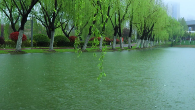 湖面雨滴涟漪荡漾西湖岸边