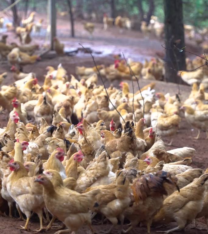 乡村散养鸡场，山林放养鸡