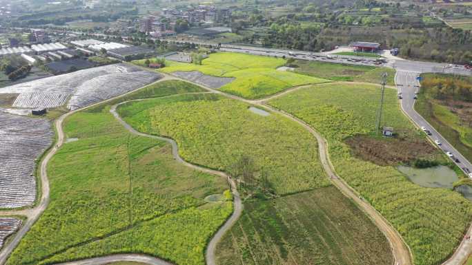 航拍杭州富阳黑山顶梯田油菜花海