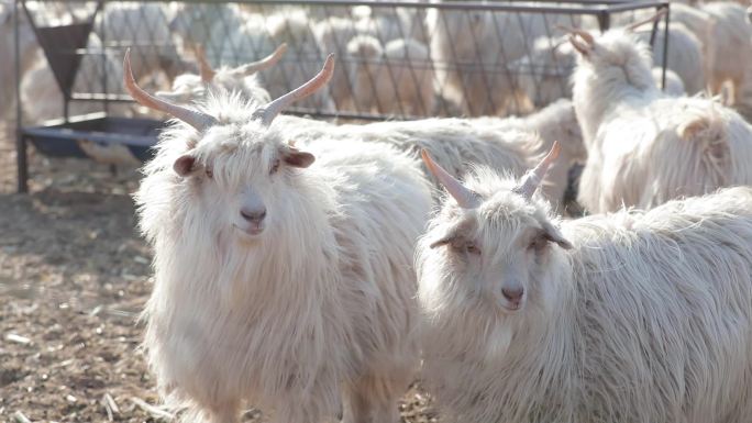 山羊羊羔羊养殖