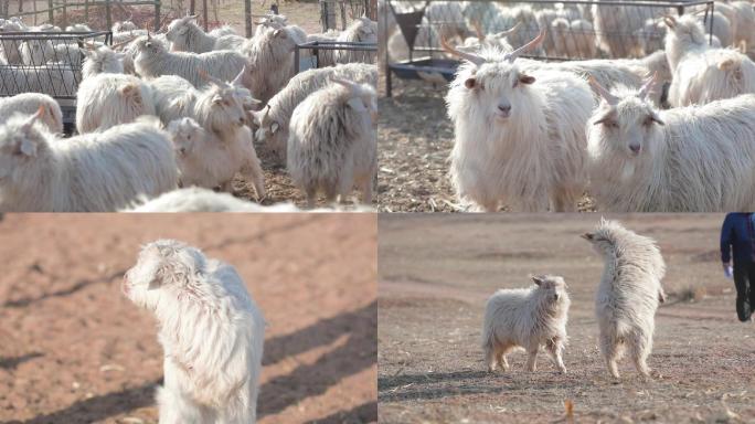 山羊羊羔羊养殖