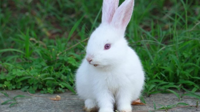 可爱的小白兔在草丛中吃草