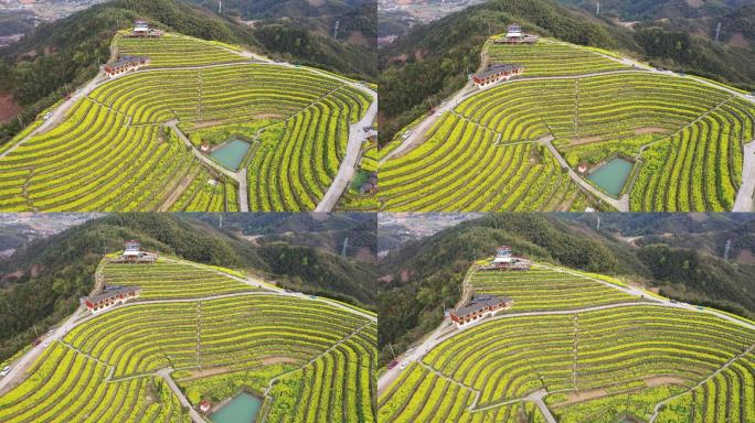 航拍杭州富阳黑山顶梯田油菜花海