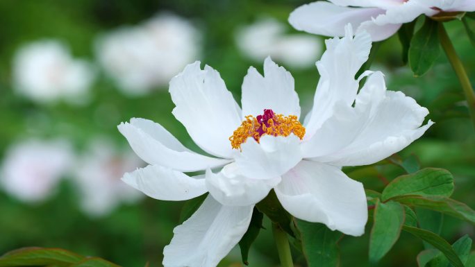 牡丹白牡丹花开牡丹特写