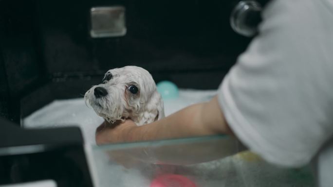 狗狗洗澡美容护理