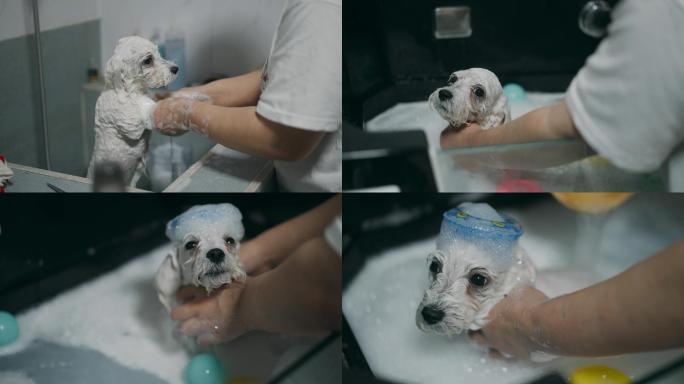 狗狗洗澡美容护理