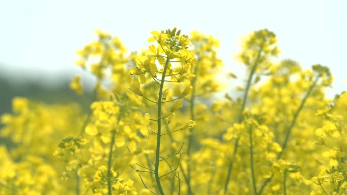 油菜花小蜜蜂视频