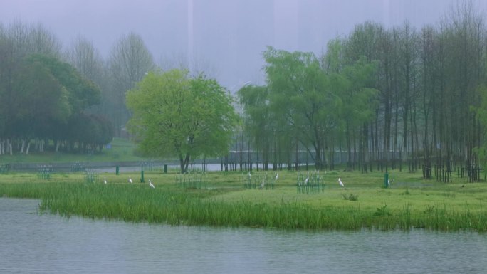 意境雨景，唯美雨景空镜头，湿地候鸟栖息地