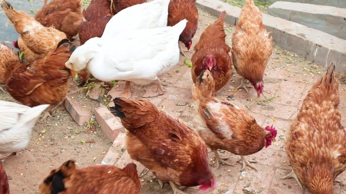 农家养鸡养殖