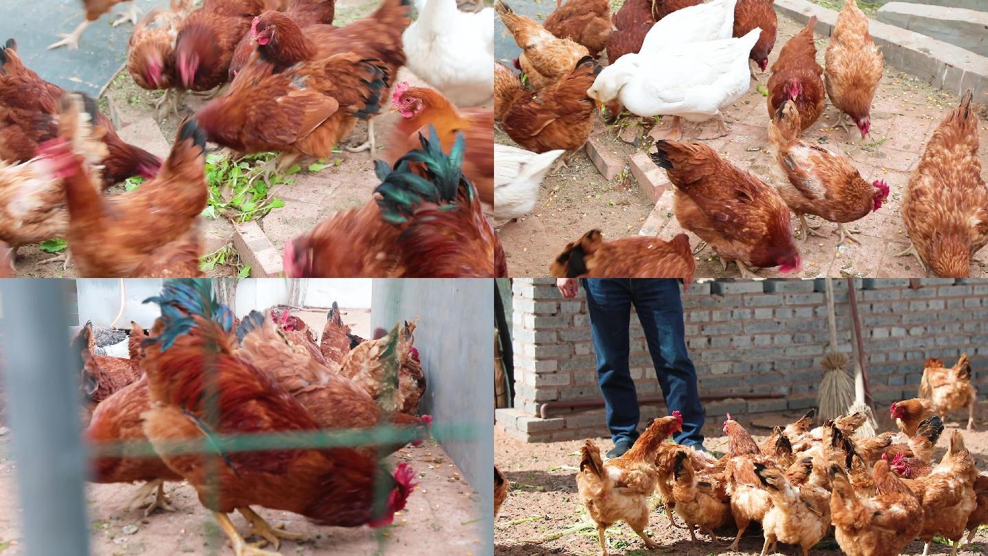 农家养鸡养殖
