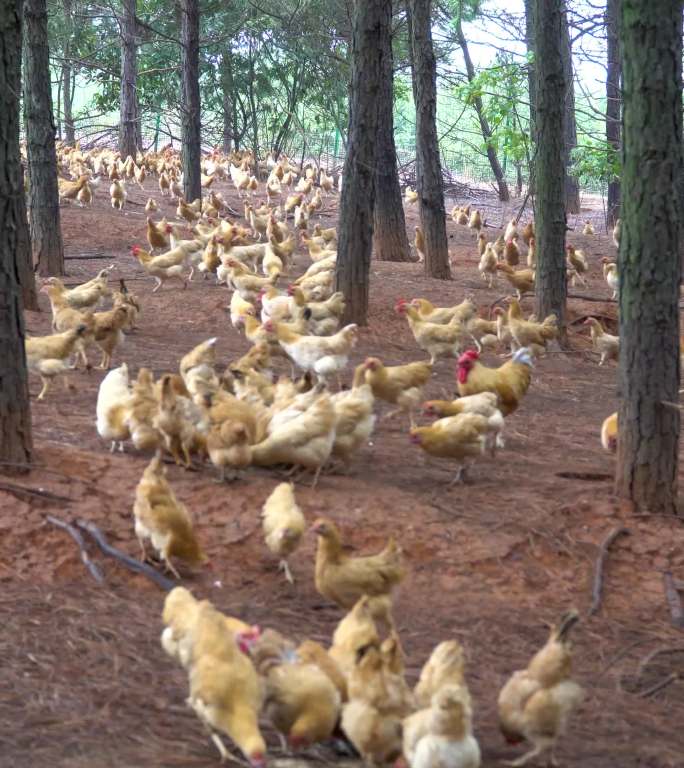 乡村山林散养鸡 竖版4k视频