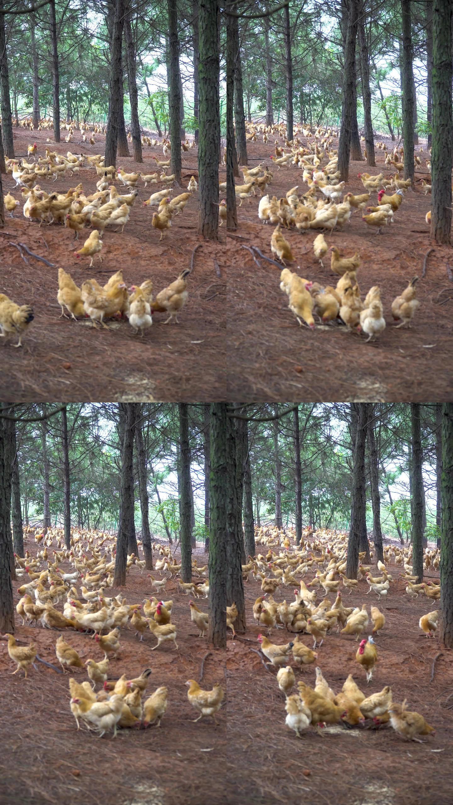 乡村山林散养鸡 竖版4k视频