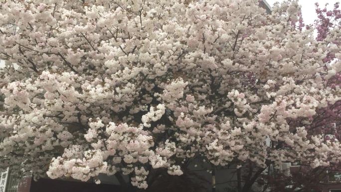 住宅小区两侧盛开的重瓣樱花视频