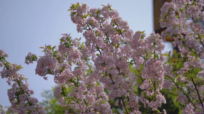 春天漂亮海棠花樱花