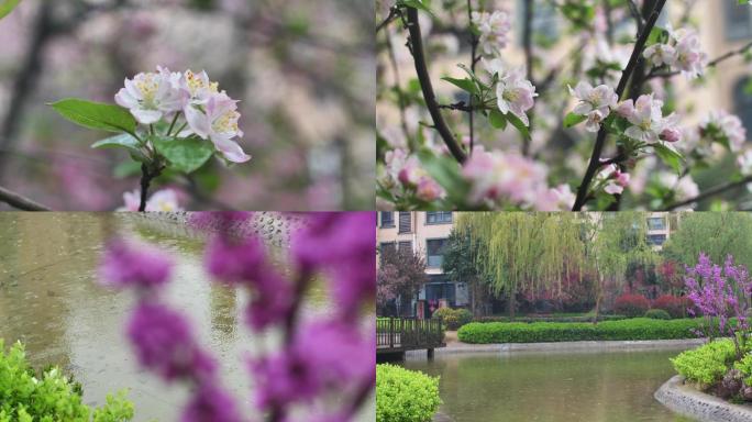 温润的春雨和海棠花开