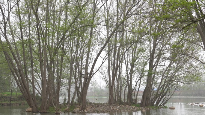 远安沮漳河湿地公园