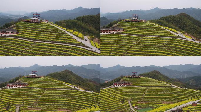 航拍杭州富阳黑山顶梯田油菜花海