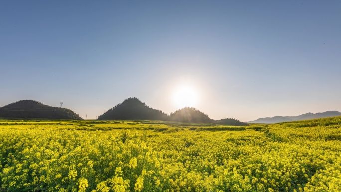 油菜花日落延时