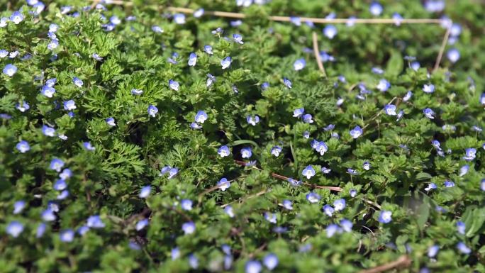 野花野草