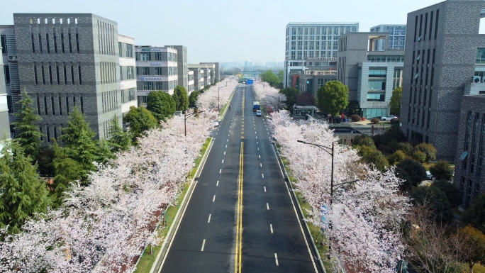 南京江北新区凤滁路樱花