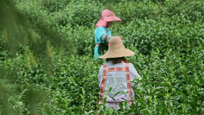 妇女采茶工在茶山劳动