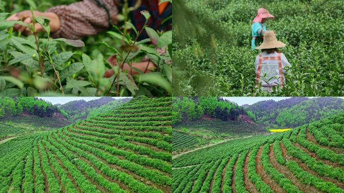 妇女采茶工在茶山劳动