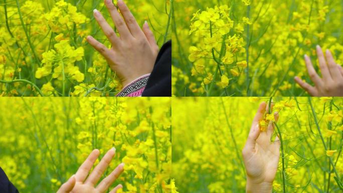 唯美少女手摸油菜花花海镜头