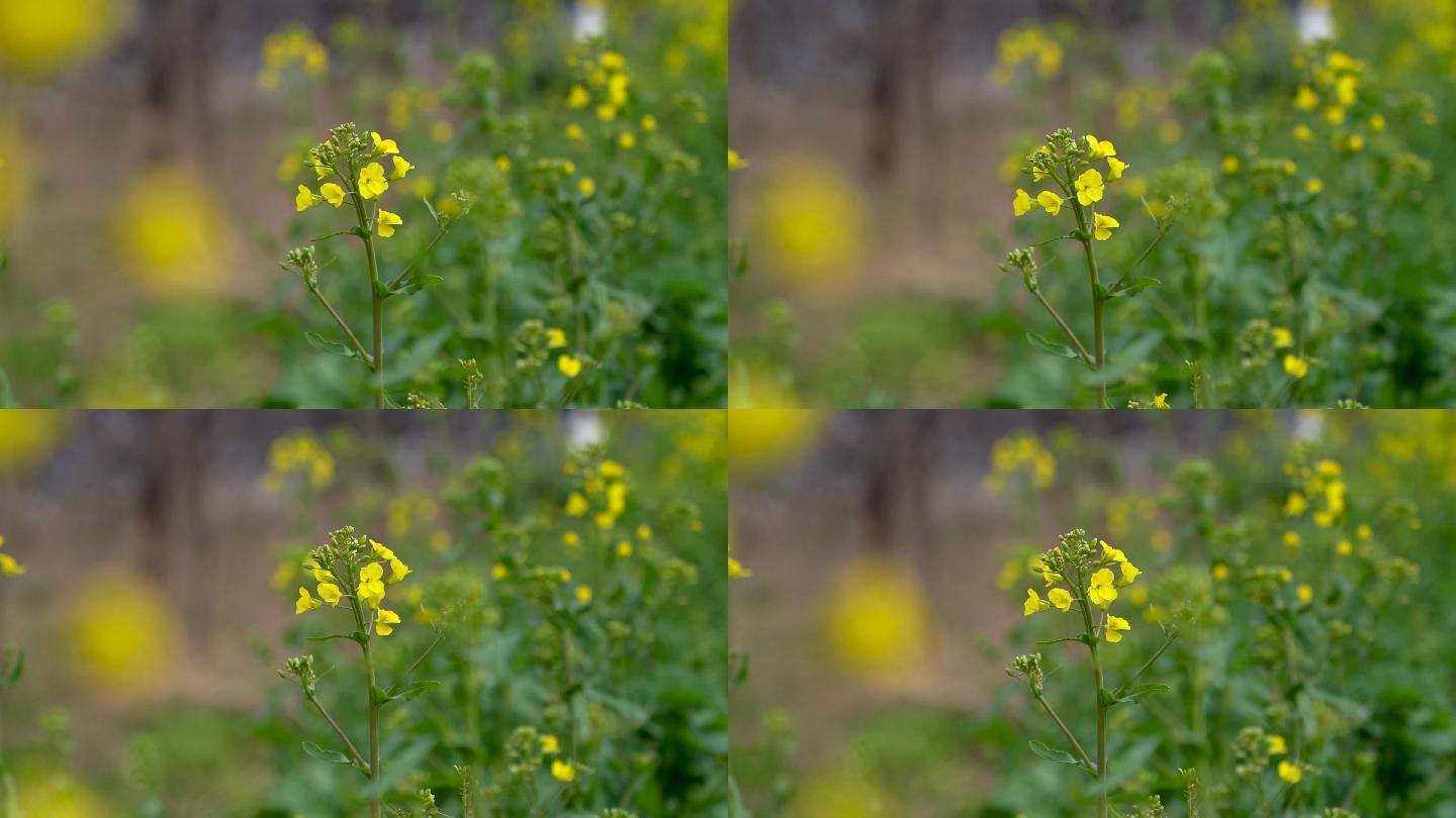 三月花季油菜花B